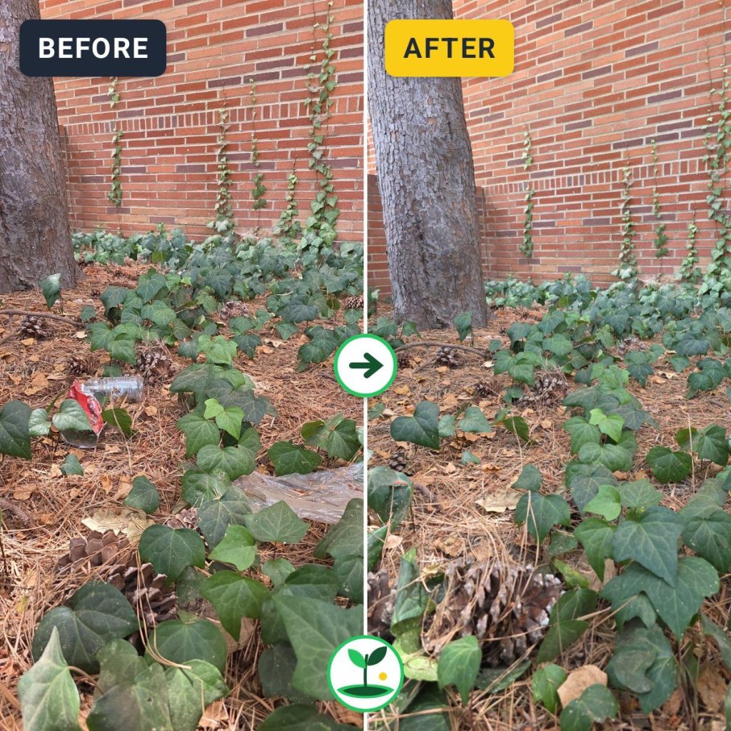 Lunch Break Cleanup Removes Hidden Plastic from UCLA Landscaping — before and after comparison