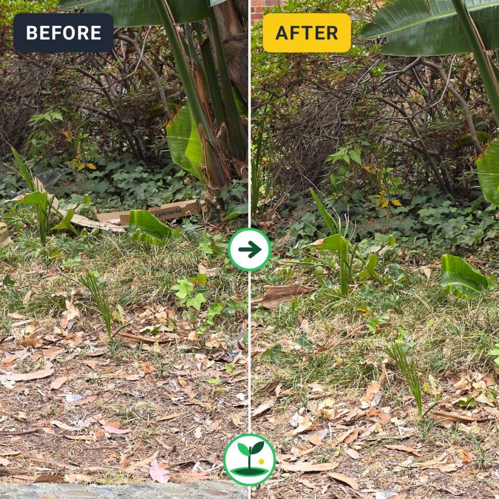 Volunteer Clears Cardboard and Food Packaging from Franz Hall Landscaping — before and after comparison