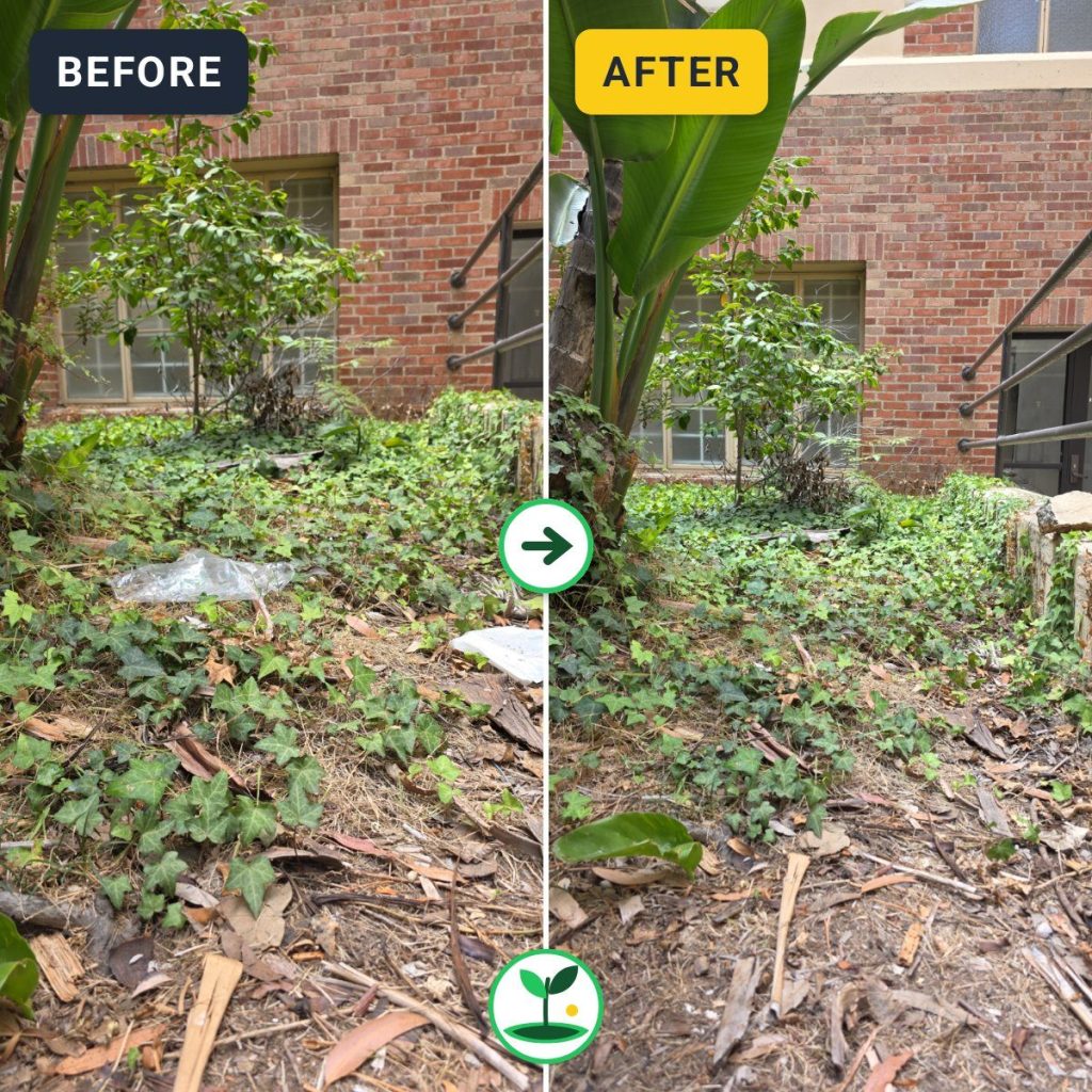 Volunteer Clears Plastic Bags from UCLA Franz Hall Landscaping — before and after comparison